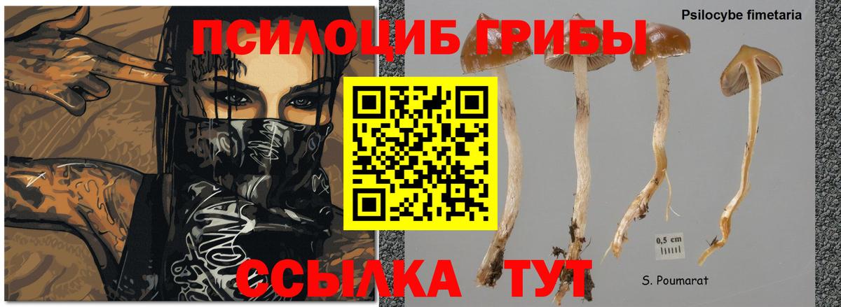 Галлюциногенные грибы Psilocybine cubensis  Вход с VPN  Кизилюрт 